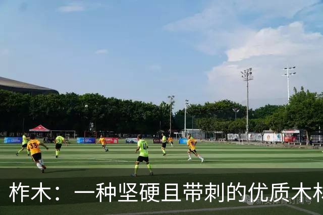 柞木：一种坚硬且带刺的优质木材